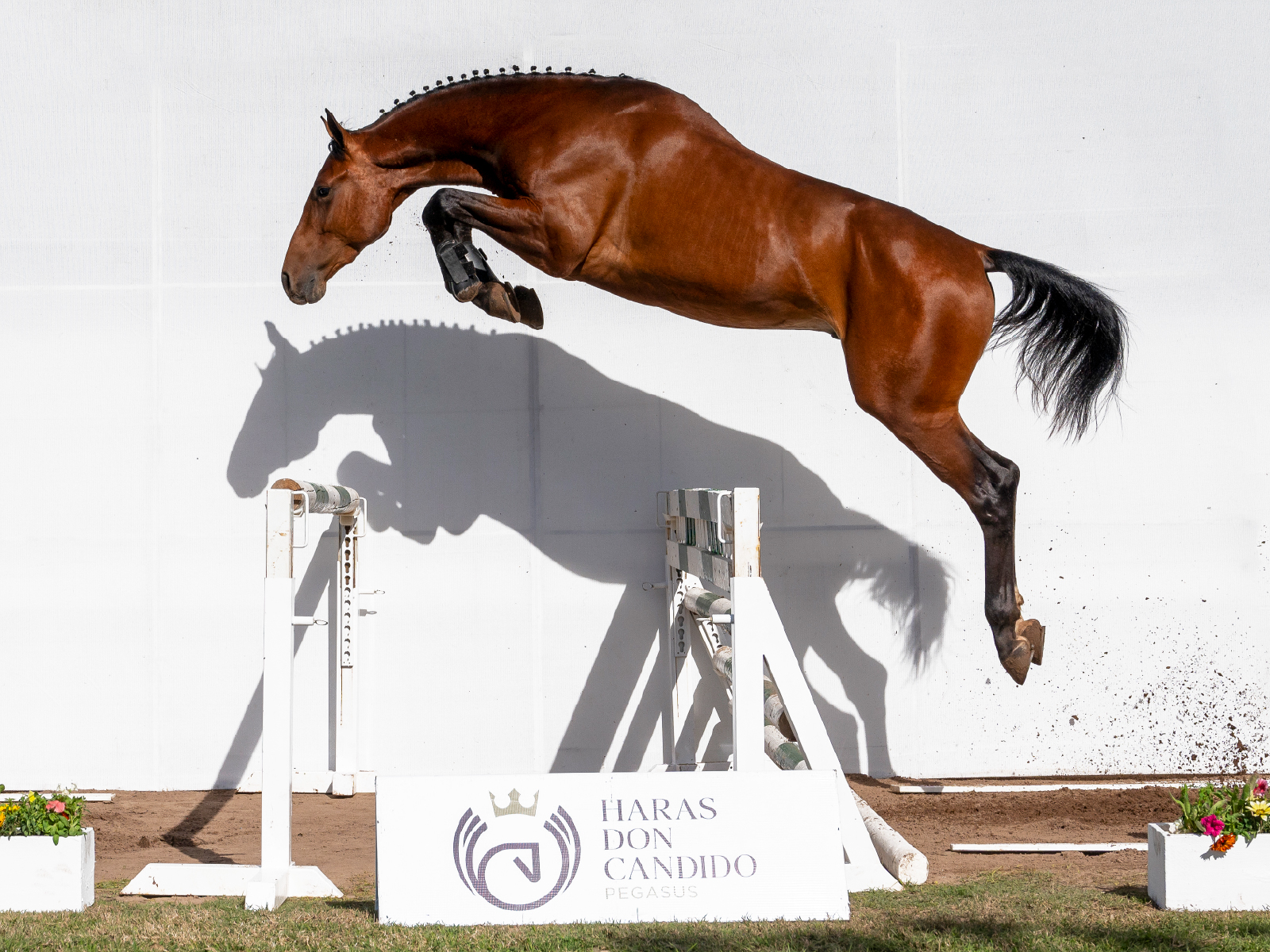 Pegasus Chabacano